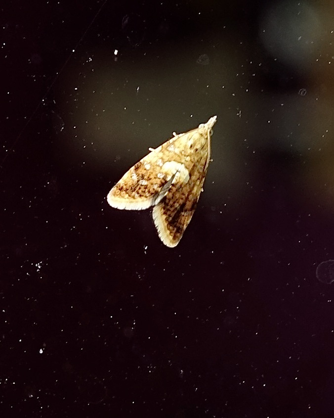 pseudargyrotoza conwagana